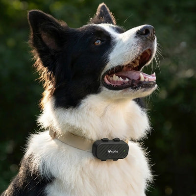 Colla GPS Dog Tracker