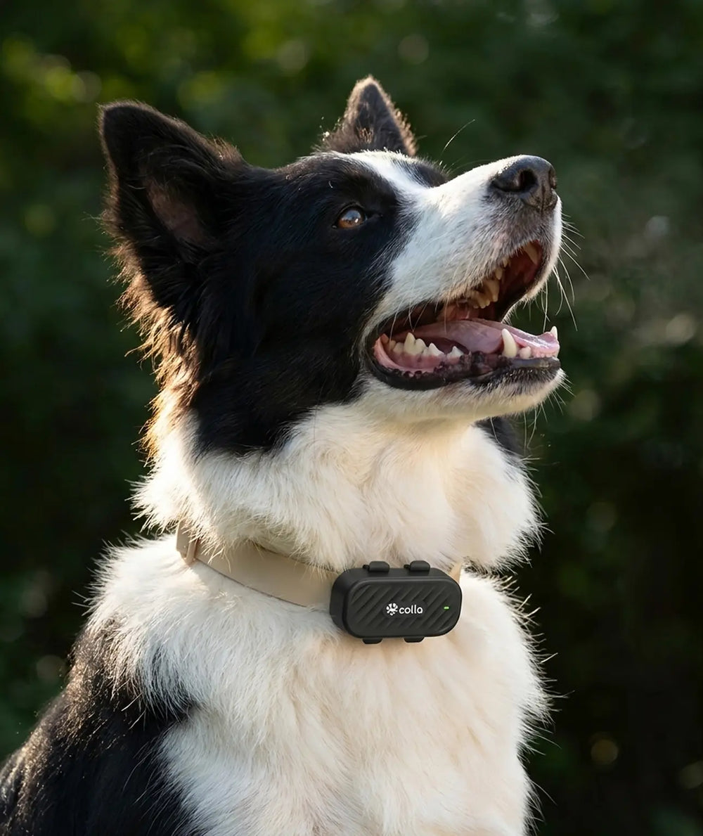Colla GPS Dog Tracker