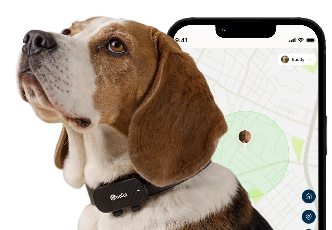 Colla tracker on a dog